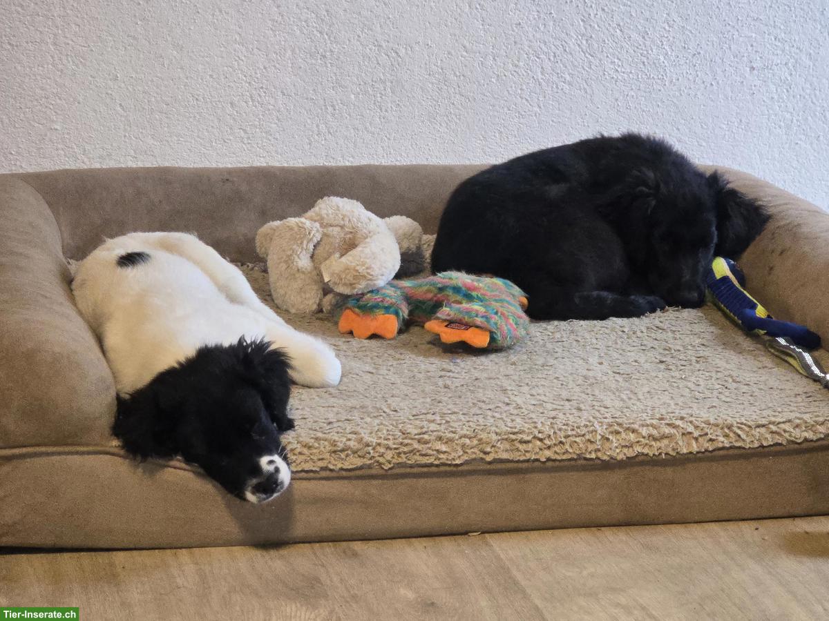 Bild 2: Border Collie Mix Rüde sucht Menschen mit Herz