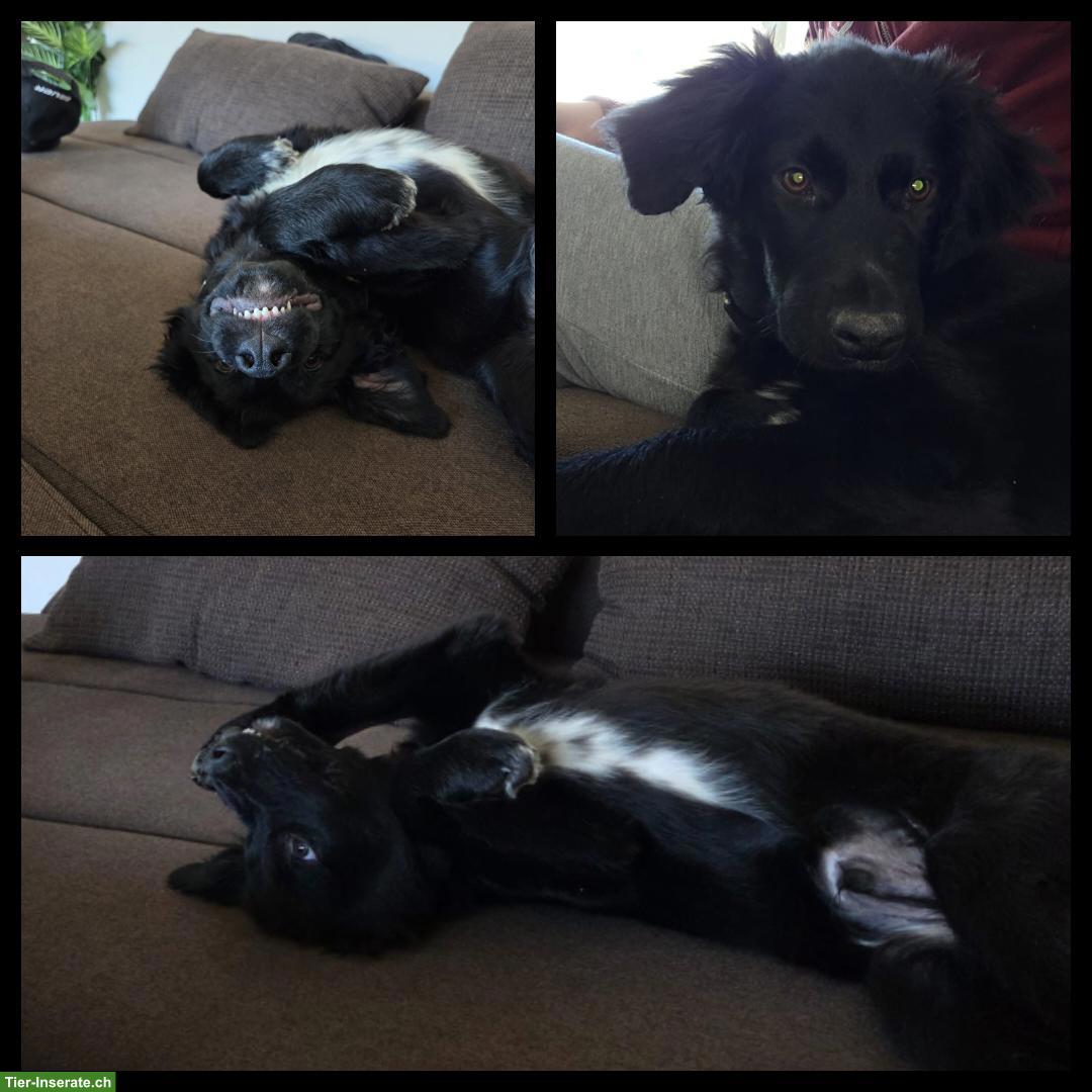 Bild 3: Border Collie Mix Rüde sucht Menschen mit Herz