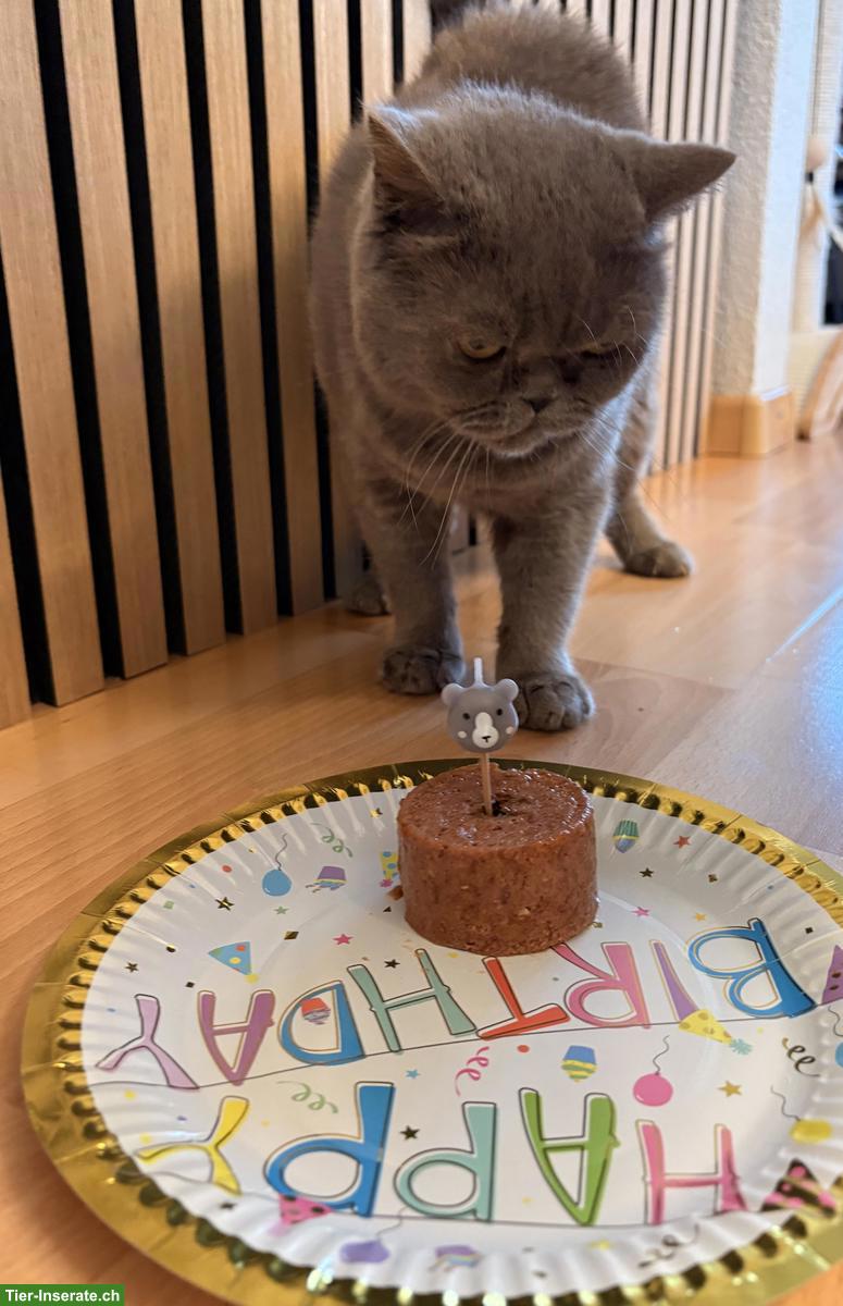 Bild 2: Britisch Kurzhaar Kater grau