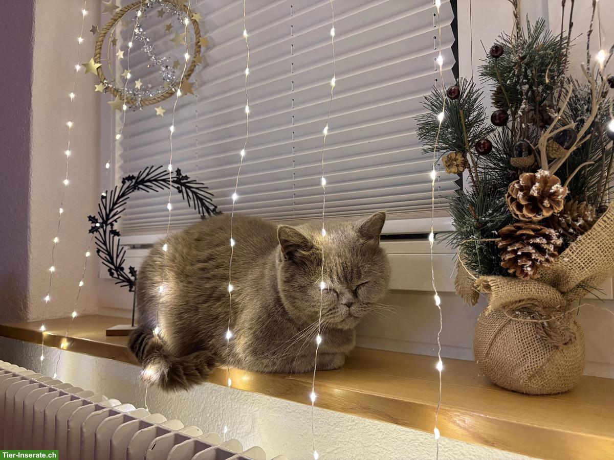 Bild 3: Britisch Kurzhaar Kater grau