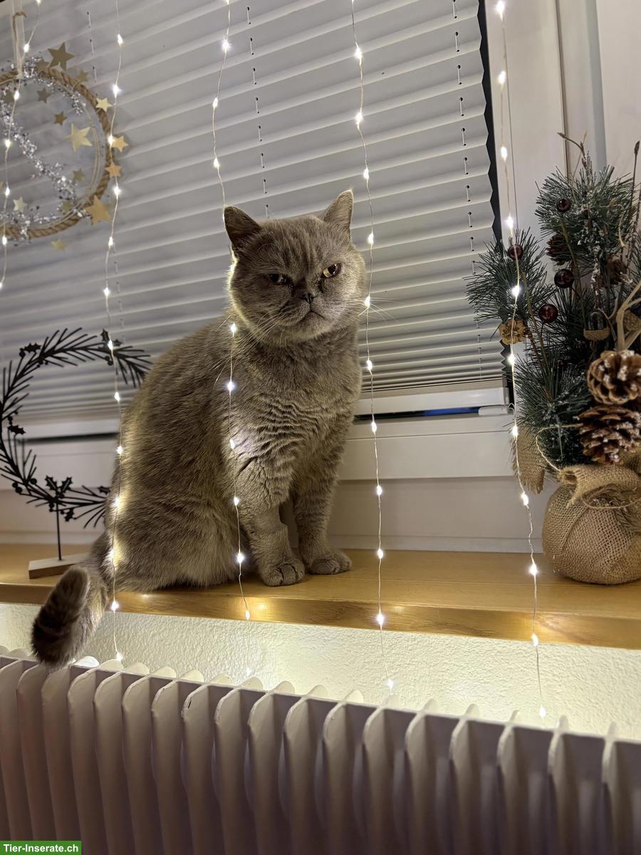 Bild 4: Britisch Kurzhaar Kater grau