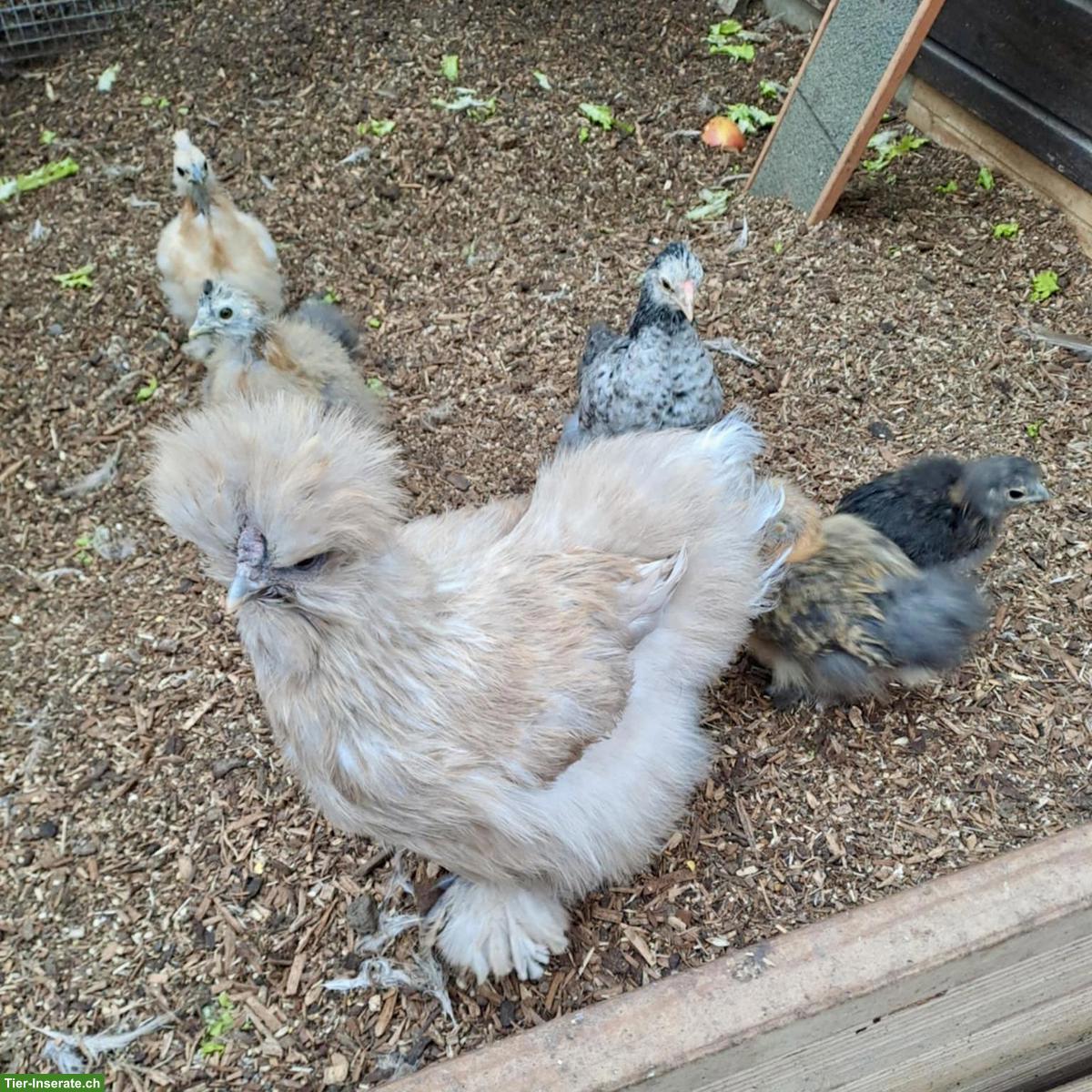 US Silkie - Mega flauschige Küken, verschiedene Farben