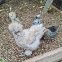 US Silkie - Mega flauschige Küken, verschiedene Farben