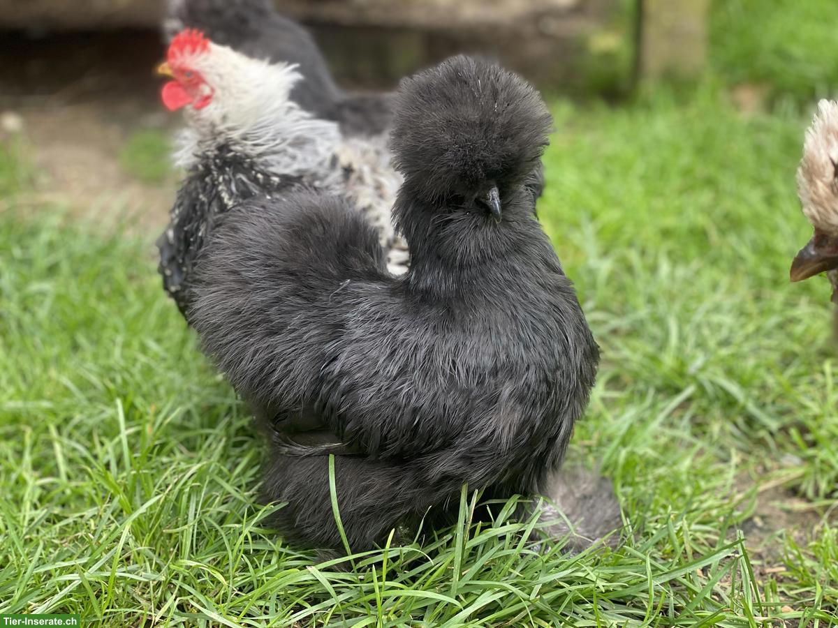 Bild 2: US Silkie - Mega flauschige Küken, verschiedene Farben