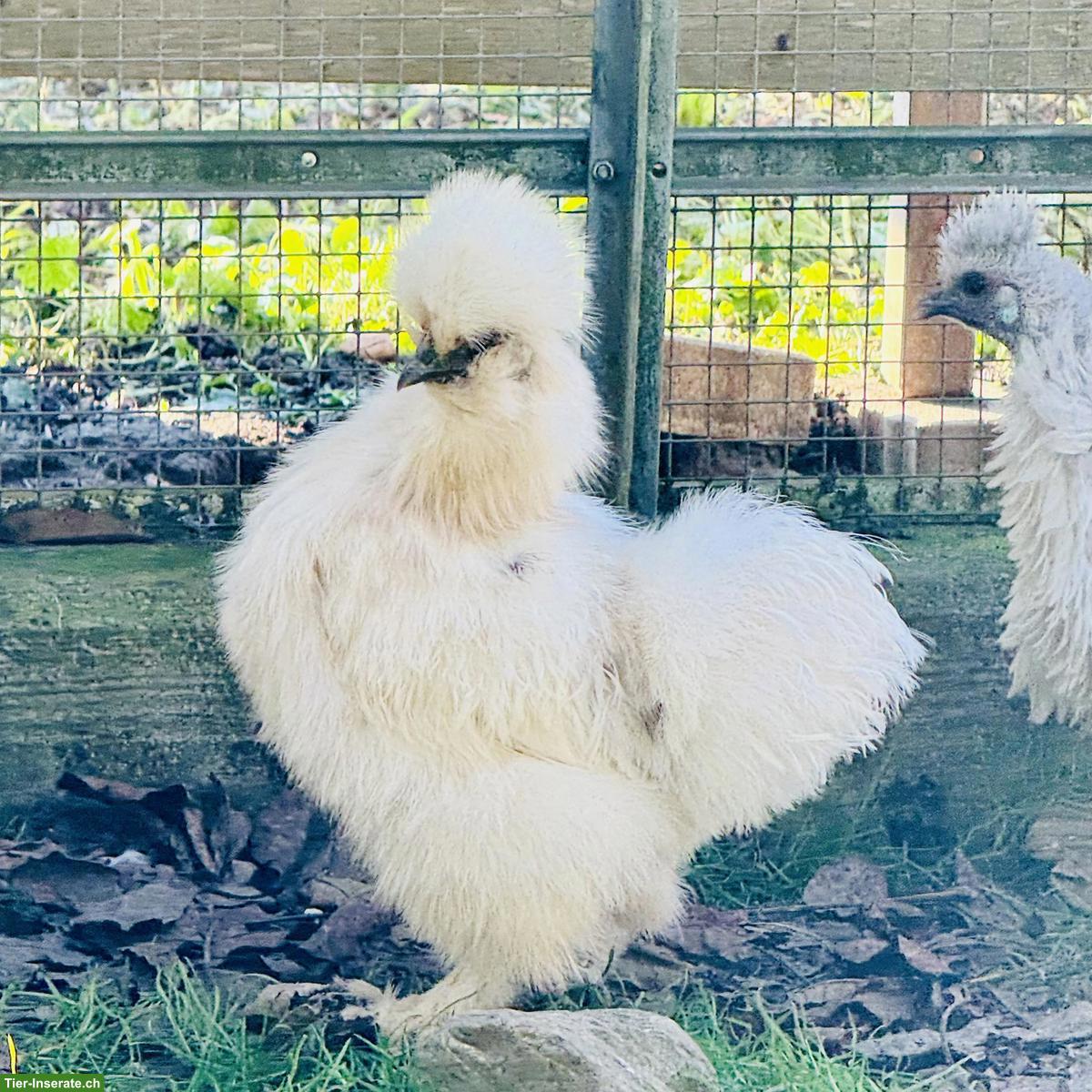 Bild 5: US Silkie - Mega flauschige Küken, verschiedene Farben