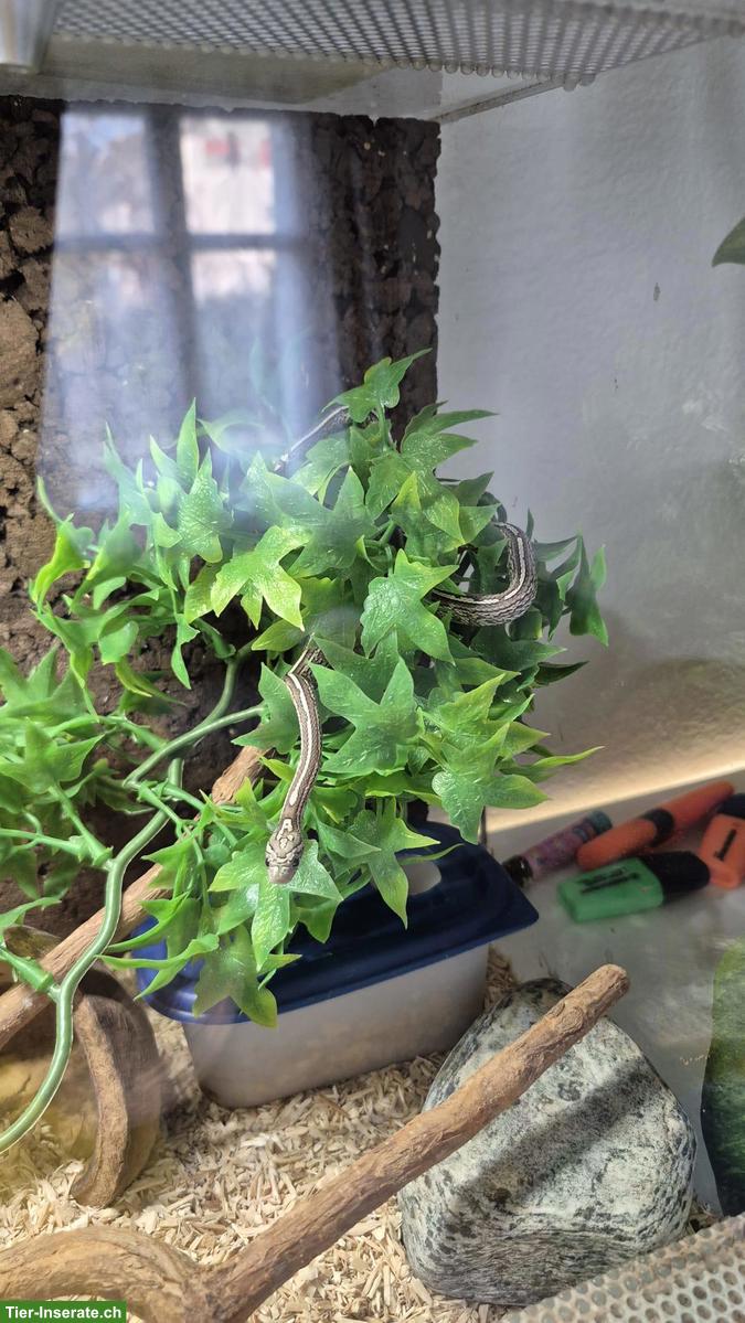 Bild 2: Aneristic Tessera Sun Kiss Kornnatter mit Terrarium