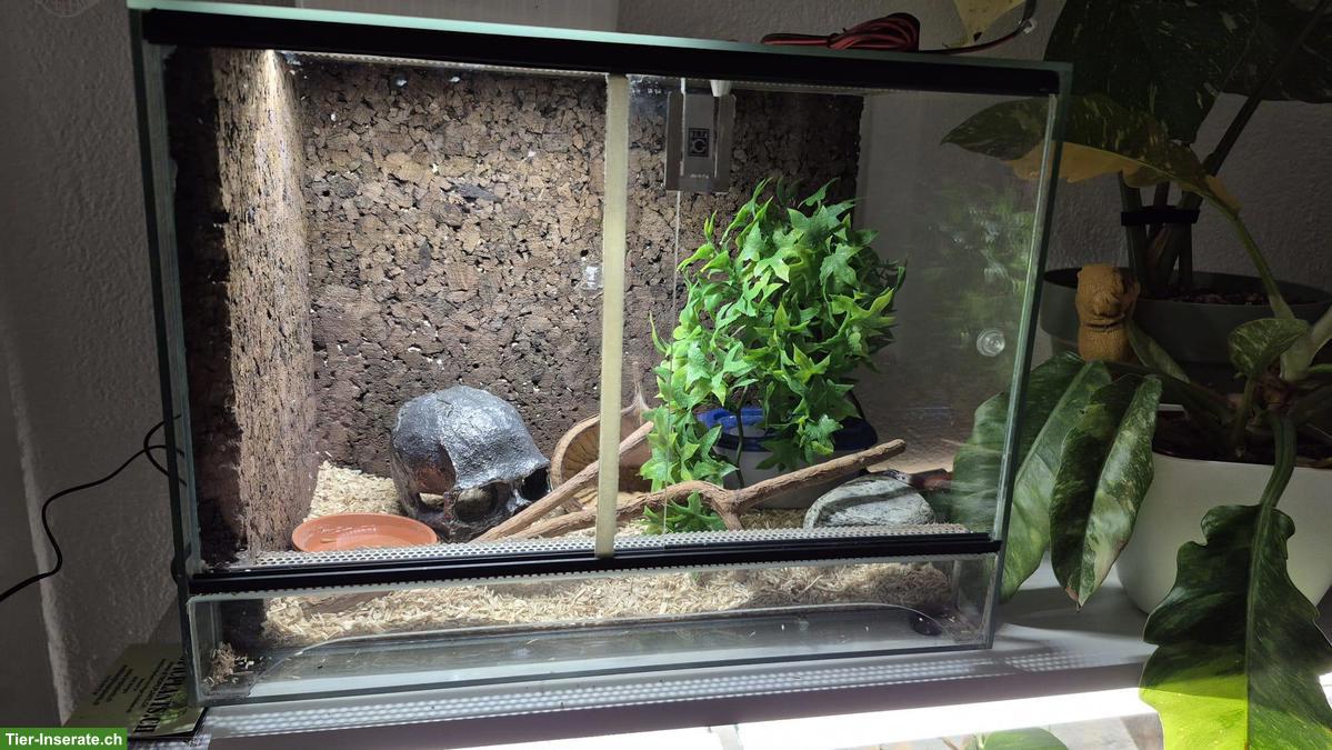 Bild 3: Aneristic Tessera Sun Kiss Kornnatter mit Terrarium