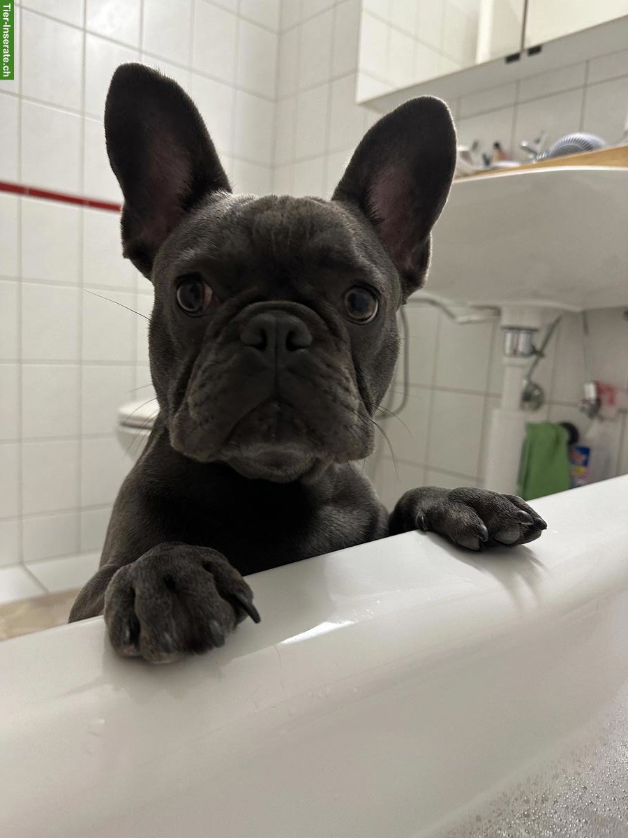 French Bulldog Rüde sucht guten Platz