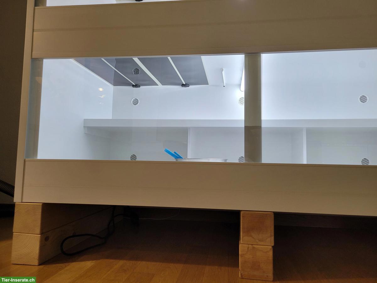 Bild 2: Doppelterrarium Lanzo Herp zu verkaufen