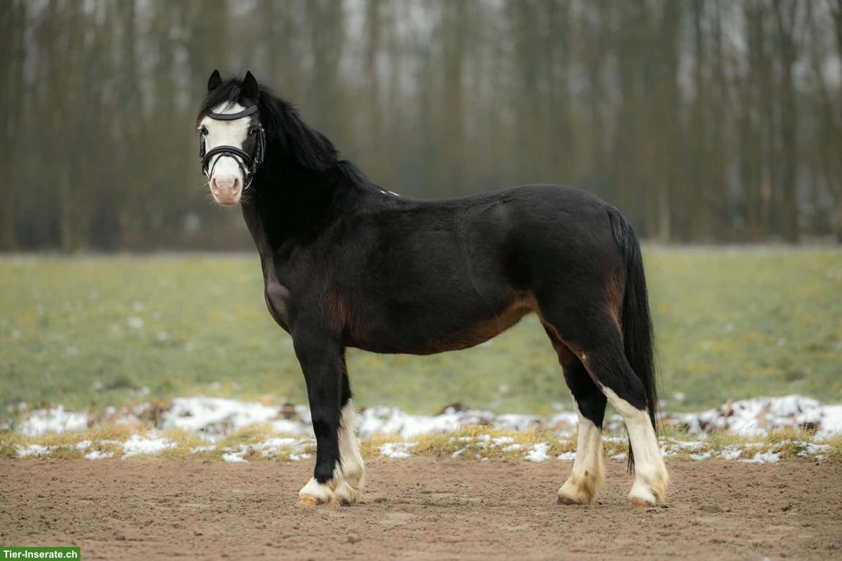 Braves Kinderpony, 9 Jahre, Stute