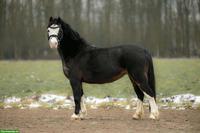 Braves Kinderpony, 9 Jahre, Stute