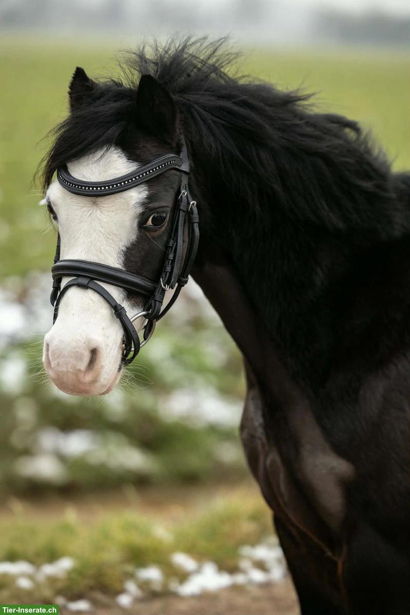 Bild 2: Braves Kinderpony, 9 Jahre, Stute