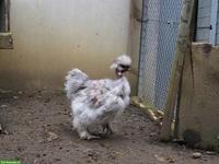 Nackthals Seidenhuhn-Hahn