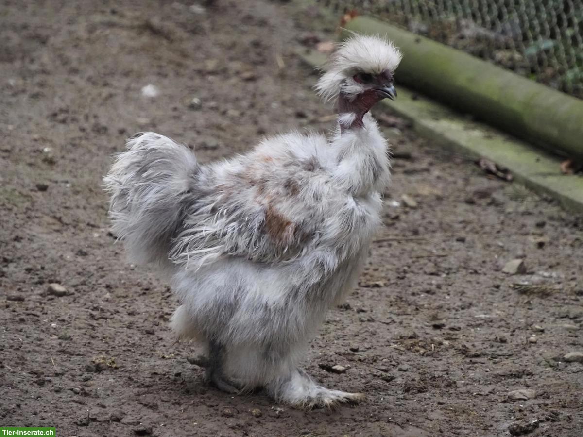 Bild 2: Nackthals Seidenhuhn-Hahn