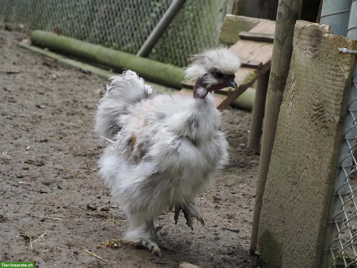 Bild 3: Nackthals Seidenhuhn-Hahn