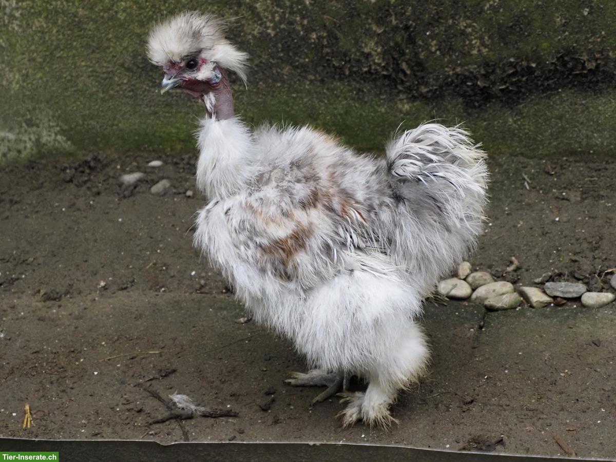 Bild 4: Nackthals Seidenhuhn-Hahn