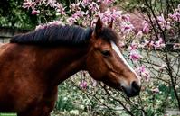 Pflegebeteiligung für Freibergerstute in 6170 Schüpfheim