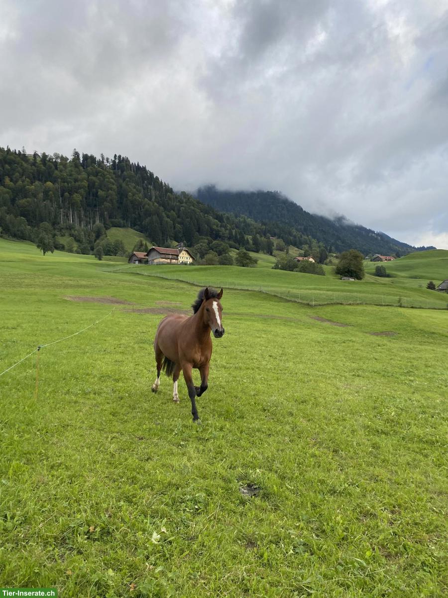 Bild 2: Pflegebeteiligung für Freibergerstute in 6170 Schüpfheim