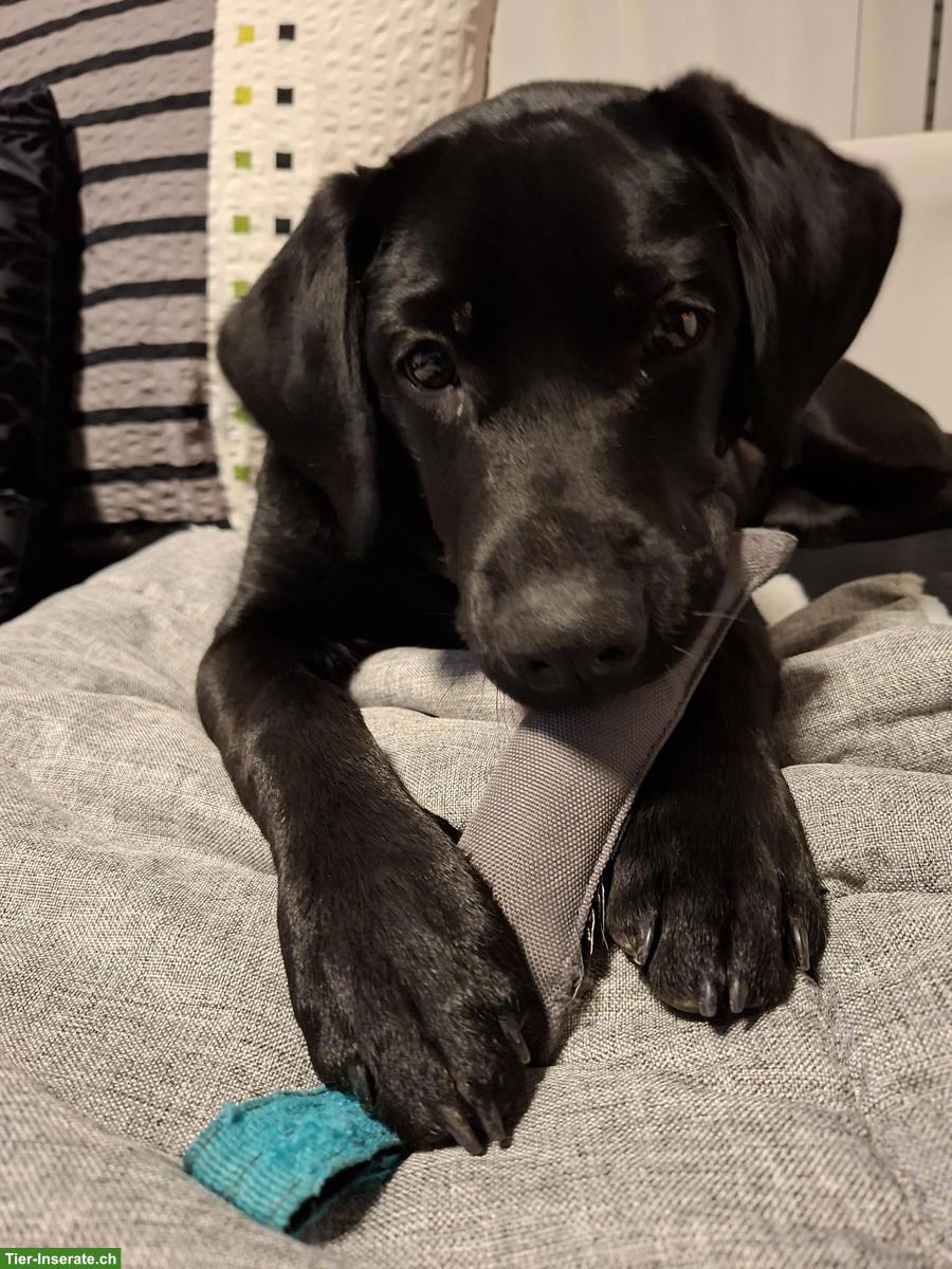 Labrador Junghündin sucht liebes Zuhause