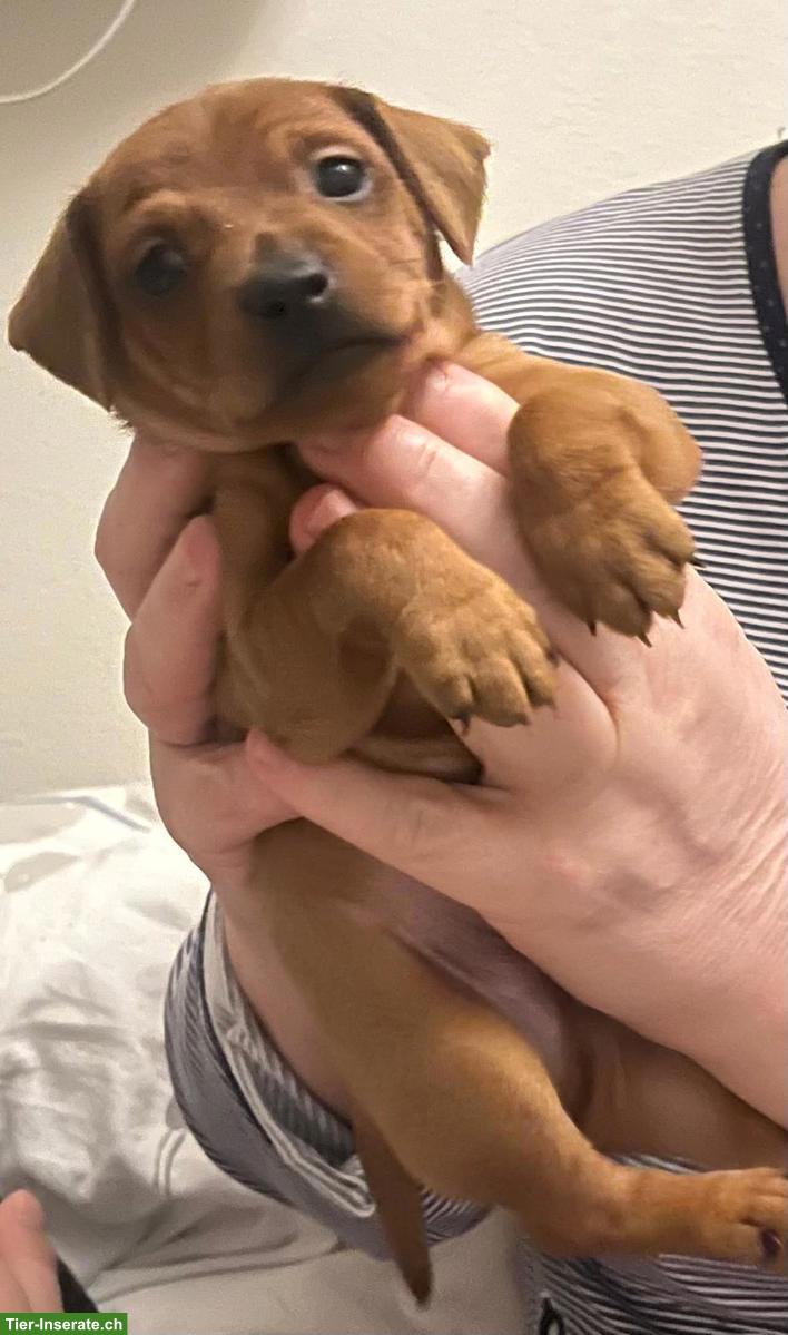 Bild 2: Zwergpinscher Welpe (Rüde) zu verkaufen