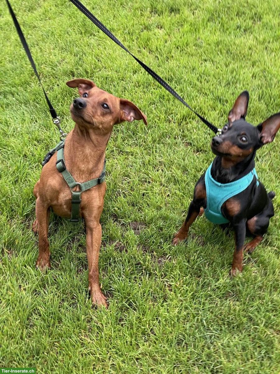 Bild 4: Zwergpinscher Welpe (Rüde) zu verkaufen