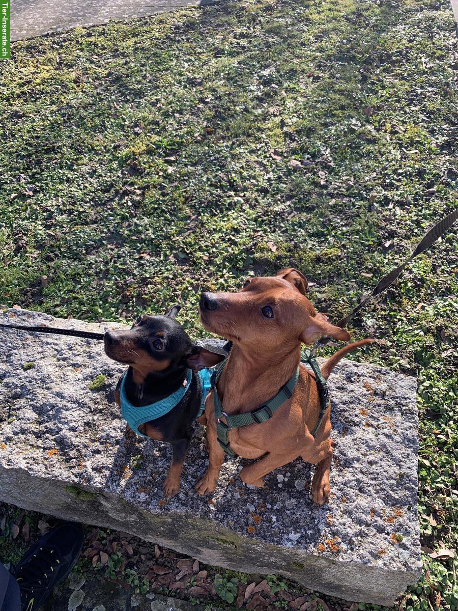Bild 5: Zwergpinscher Welpe (Rüde) zu verkaufen