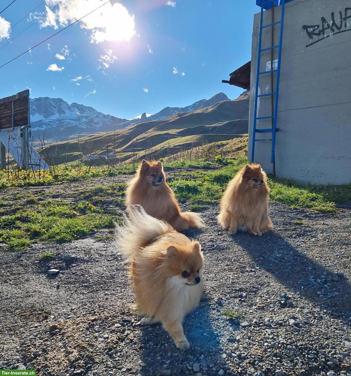 9-jährige Zwergspitz Hündin abzugeben