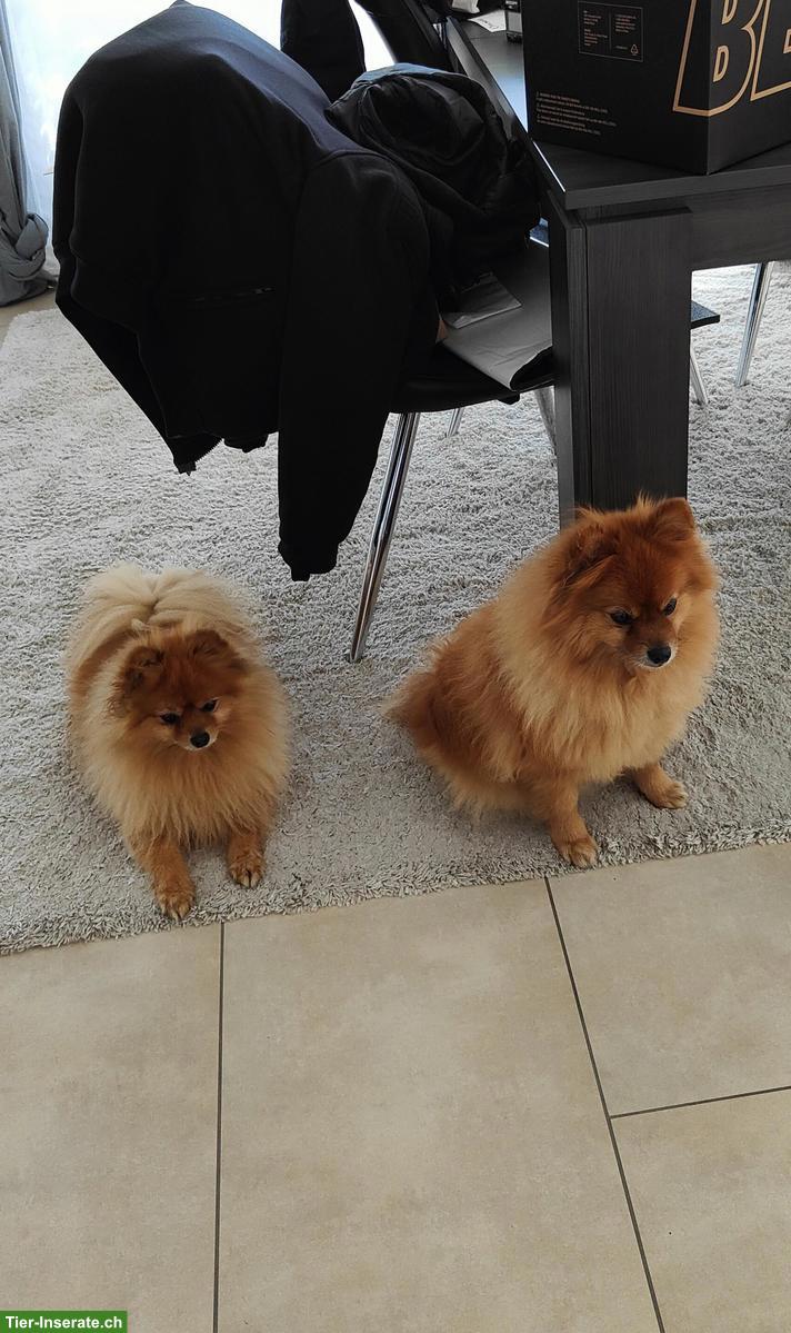 Bild 2: 9-jährige Zwergspitz Hündin abzugeben