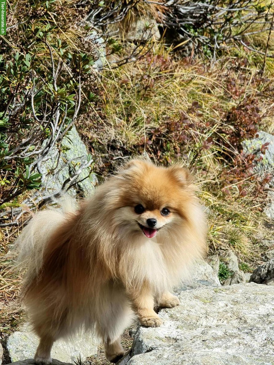 Bild 3: 9-jährige Zwergspitz Hündin abzugeben