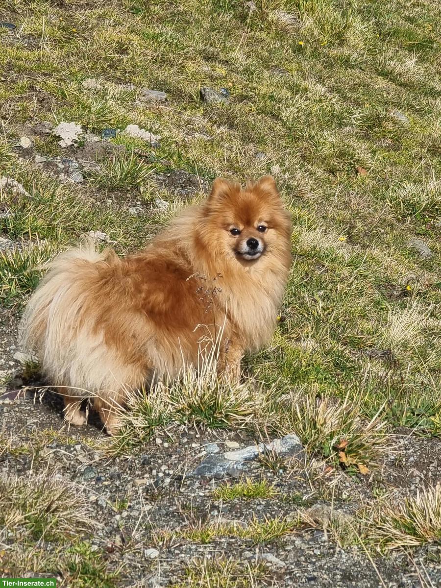 Bild 4: 9-jährige Zwergspitz Hündin abzugeben