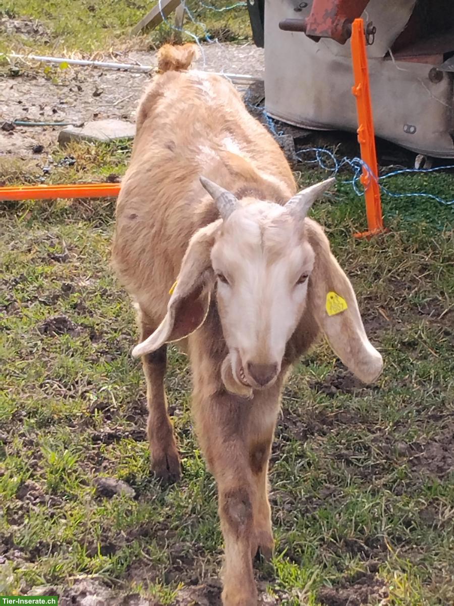 Junger Anglo Nubier Bock zu verkaufen