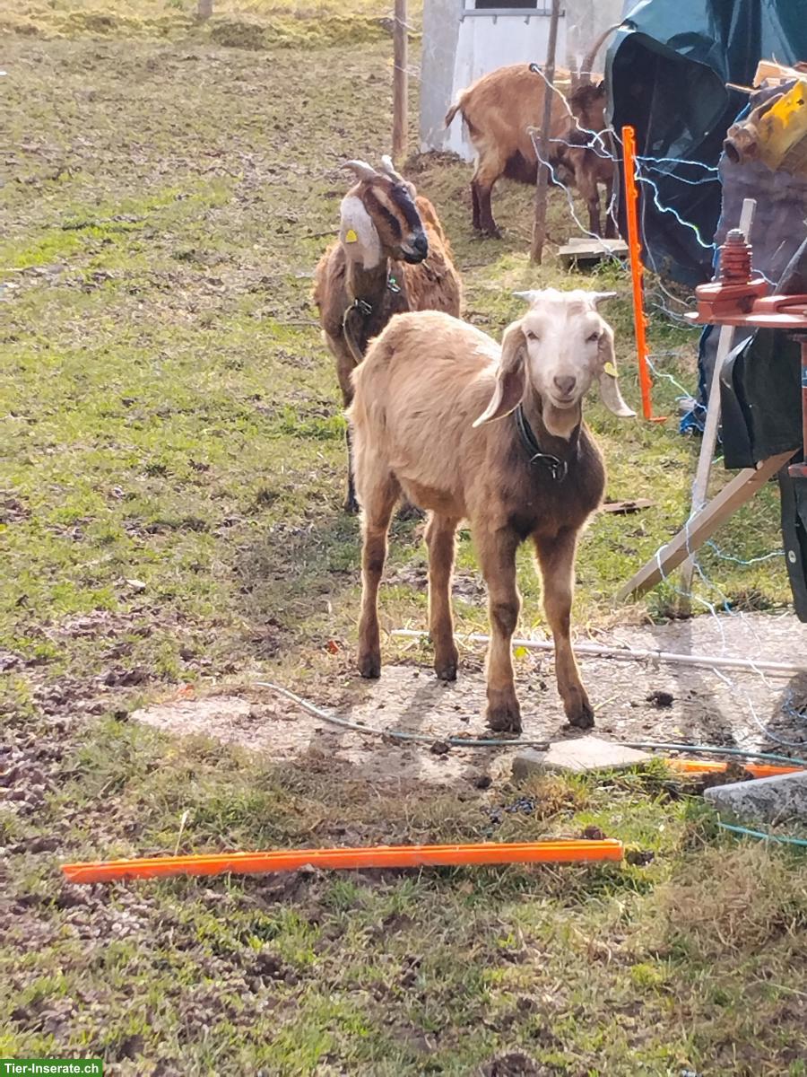 Bild 2: Junger Anglo Nubier Bock zu verkaufen