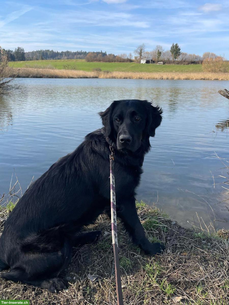 Bild 3: Wundervolle Hündin 🐶 Mira sucht ein Zuhause