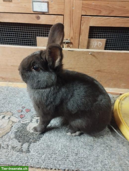 Havanna Kaninchen aus Ausstellung zu verkaufen