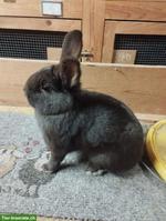 Havanna Kaninchen aus Ausstellung zu verkaufen