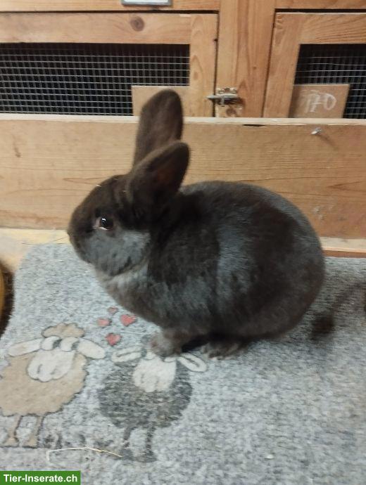 Bild 2: Havanna Kaninchen aus Ausstellung zu verkaufen