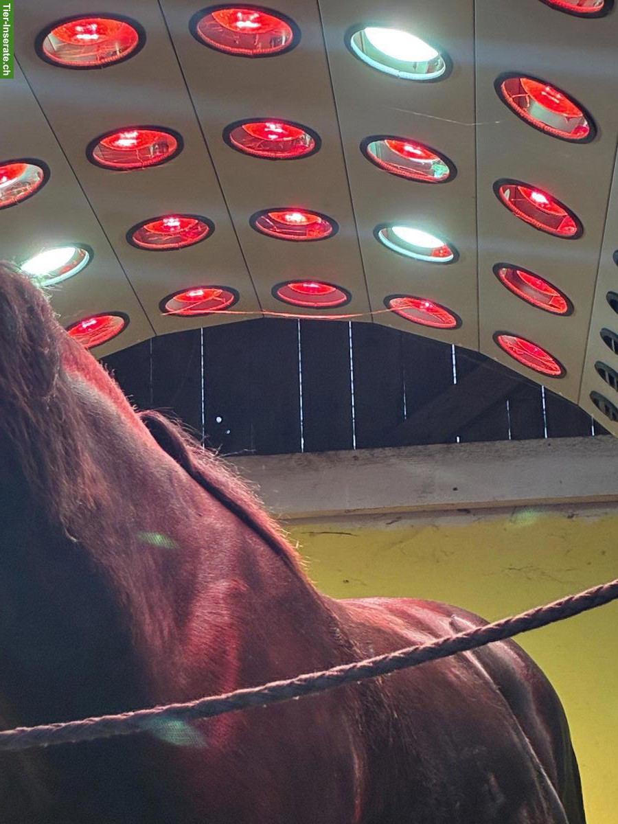 Auslaufbox / Offenstallplatz,  Kanton Bern