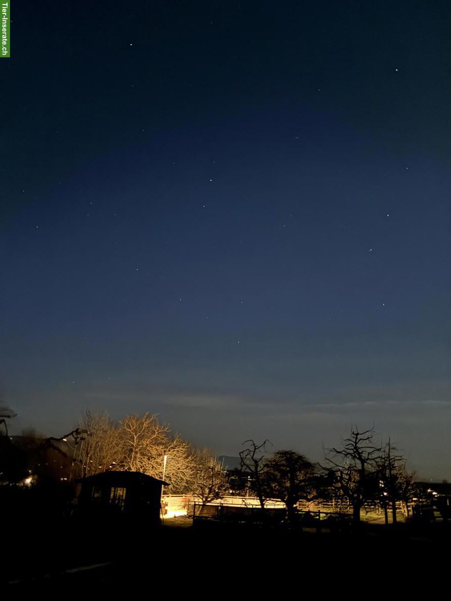 Bild 2: Auslaufbox / Offenstallplatz,  Kanton Bern