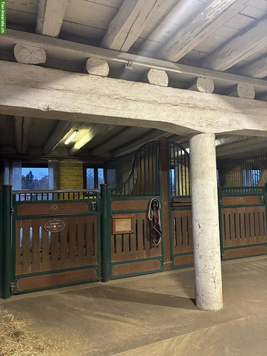 Bild 4: Auslaufbox / Offenstallplatz,  Kanton Bern