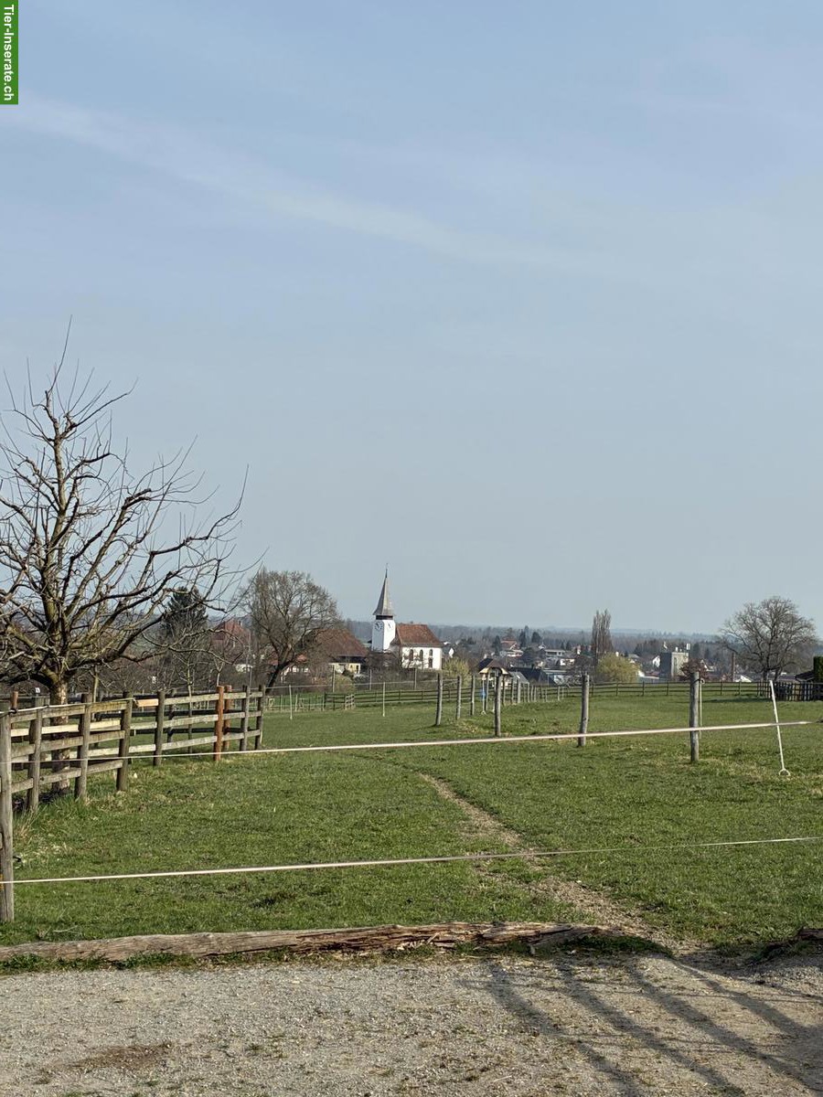 Bild 5: Auslaufbox / Offenstallplatz,  Kanton Bern