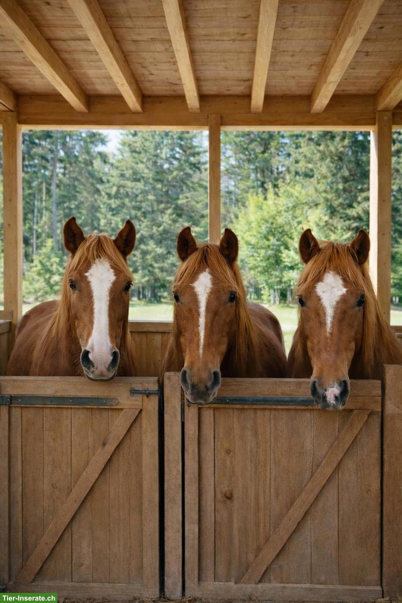 3 Freiberger Wallache suchen gemeinsam ihren zukünftigen Stall