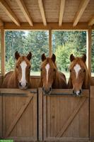3 Freiberger Wallache suchen gemeinsam ihren zukünftigen Stall