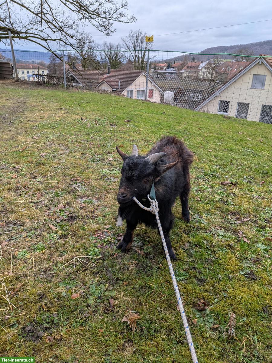 Bieten jungen Zwergziegen Deckbock zum Ausleihen