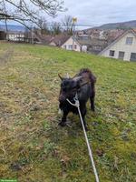 Bieten jungen Zwergziegen Deckbock zum Ausleihen