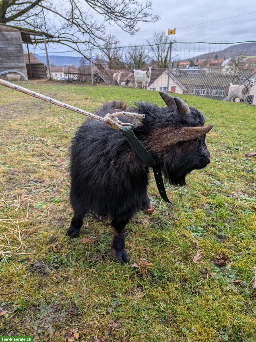 Bild 3: Bieten jungen Zwergziegen Deckbock zum Ausleihen