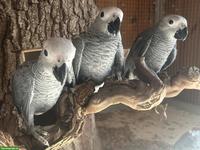 Junge Graupapageien zu verkaufen