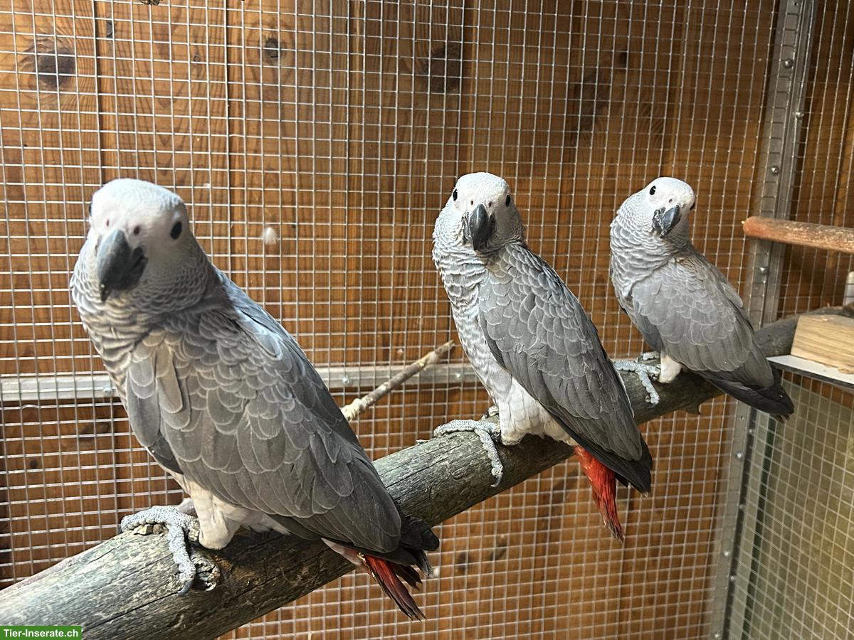 Bild 3: Junge Graupapageien zu verkaufen