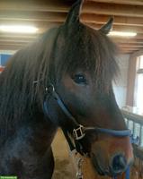 Isländer Wallach Reykur, 7-jährig, Fünfgänger