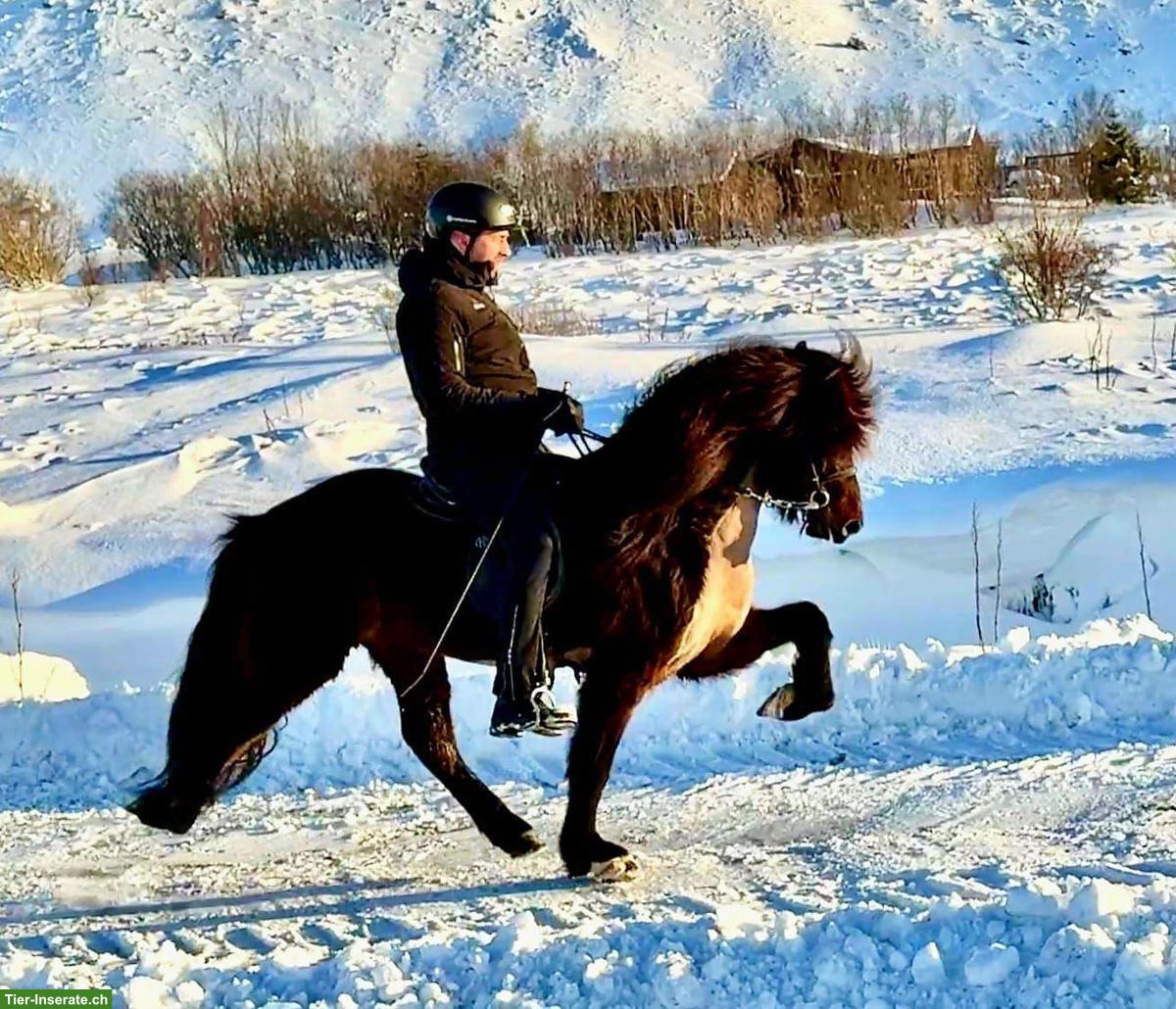 Bild 2: Isländer Wallach Reykur, 7-jährig, Fünfgänger