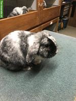 Rhön Zwergwidder Rammler zu verkaufen